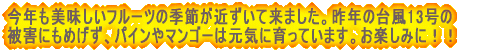 今年も美味しいフルーツの季節が近ずいて来ました。 昨年の台風13号の被害にもめげず、パインやマンゴー は元気に育っています。お楽しみに!!